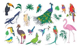 Raccolta di bei uccelli esotici tropicali con piume e le foglie colorate luminose delle piante della giungla isolate su bianco illustrazione vettoriale Raccolta di bei uccelli esotici tropicali con piume e le foglie colorate luminose delle piante della giungla isolate su bianco illustrazione vettoriale