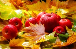Raccolta. Mele rosse Raccolta. Mele rosse