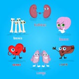 Raccolta stabilita di Vital Anatomical Organs Cartoon Characters royalty illustrazione gratis Raccolta stabilita di Vital Anatomical Organs Cartoon Characters royalty illustrazione gratis