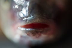 Raccolto estremo delle labbra del pesce il macro immagini stock libere da diritti Raccolto estremo delle labbra del pesce il macro immagini stock libere da diritti