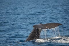 Racconto del capodoglio, Kaikoura, Nuova Zelanda Fotografie Stock Libere da Diritti Racconto del capodoglio, Kaikoura, Nuova Zelanda Fotografie Stock Libere da Diritti