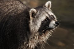 Raccoon Stock Photos