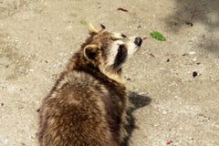 raccoon royaltyfria bilder raccoon royaltyfria bilder