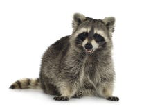 Raccoon (9 Months) - Procyon Lotor Stock Image Raccoon (9 Months) - Procyon Lotor Stock Image