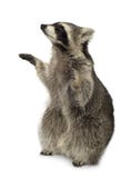 Raccoon (9 Months) - Procyon Lotor Stock Image Raccoon (9 Months) - Procyon Lotor Stock Image
