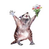 Raccoon with flower, watercolor hand-drawn valentines day animal illustation. royalty free illustration Raccoon with flower, watercolor hand-drawn valentines day animal illustation. royalty free illustration