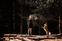 Race de border collie de chien de trains de fille dans la forêt photo libre de droits Race de border collie de chien de trains de fille dans la forêt photo libre de droits