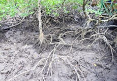 Racines aériennes - racines adventices - des arbres rouges de palétuvier - île de Baratang, Andaman Nicobar, Inde photographie stock libre de droits Racines aériennes - racines adventices - des arbres rouges de palétuvier - île de Baratang, Andaman Nicobar, Inde photographie stock libre de droits