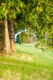 Rad av träd längs det holländska diket fotografering för bildbyråer Rad av träd längs det holländska diket fotografering för bildbyråer