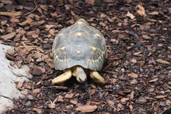 Radiated Tortoise royalty free stock image Radiated Tortoise royalty free stock image