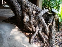 Radici dell'albero, principessa Mother Memorial Park, Bangkok, Tailandia fotografie stock Radici dell'albero, principessa Mother Memorial Park, Bangkok, Tailandia fotografie stock