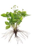 Radici e foglie immagine stock Radici e foglie immagine stock