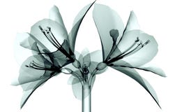 Radiologiczny wizerunek kwiat odizolowywający na bielu Amaryllis royalty ilustracja Radiologiczny wizerunek kwiat odizolowywający na bielu Amaryllis royalty ilustracja