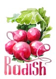 radish Aquarela do desenho da mão no fundo branco com título ilustração stock radish Aquarela do desenho da mão no fundo branco com título ilustração stock