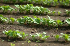 Radish seedling rows in spring. stock images Radish seedling rows in spring. stock images