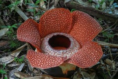 Rafflesia Keithii on Borneo Island, Malaysia. The Biggest Flower in the World stock images Rafflesia Keithii on Borneo Island, Malaysia. The Biggest Flower in the World stock images