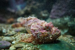 Rafowy stonefish w akwarium zdjęcie royalty free Rafowy stonefish w akwarium zdjęcie royalty free