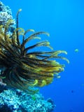 Rafy koralowa crinoid fotografia royalty free Rafy koralowa crinoid fotografia royalty free
