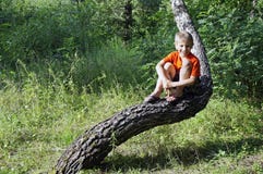 Ragazzino che si siede sull'albero immagine stock libera da diritti Ragazzino che si siede sull'albero immagine stock libera da diritti