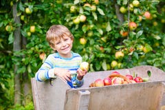 Ragazzo biondo felice attivo del bambino che seleziona e che mangia le mele rosse sull'azienda agricola organica, autunno all'ape fotografie stock Ragazzo biondo felice attivo del bambino che seleziona e che mangia le mele rosse sull'azienda agricola organica, autunno all'ape fotografie stock
