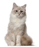 Ragdoll cat, 1 year old, sitting stock image Ragdoll cat, 1 year old, sitting stock image