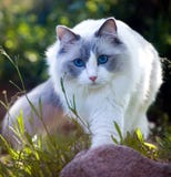 Ragdoll Cat exploring nature, Cropped image royalty free stock photography Ragdoll Cat exploring nature, Cropped image royalty free stock photography
