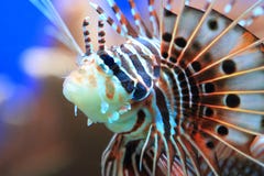 Ragged-fin lionfish stock image Ragged-fin lionfish stock image