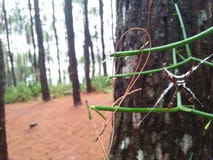 Ragni nella foresta per trovare preda immagini stock Ragni nella foresta per trovare preda immagini stock