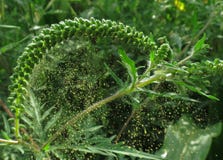 Ragweed (Ambrosia artemisiifolia) pollen release