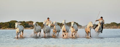 Raiders and Herd of White Camargue horses running through water royalty free stock images Raiders and Herd of White Camargue horses running through water royalty free stock images
