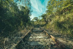 Railway in forest Railway in forest