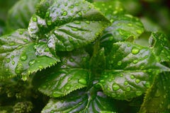 Rain Drops on Green Leaf Plant Close Up Photography royalty free stock photo Rain Drops on Green Leaf Plant Close Up Photography royalty free stock photo