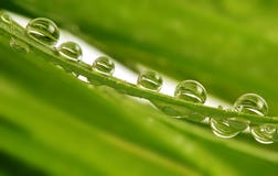 Rain Drops On Grass Stock Images
