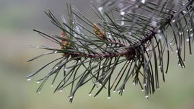 Rain drops on the pine branch
