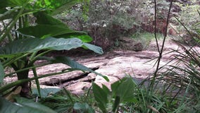 Rain forest sound. Australian forest with the chirping of cicadas, the sound of a fly flying by and birds singing. Video taken on a hot summer day at noon in New stock footage Rain forest sound. Australian forest with the chirping of cicadas, the sound of a fly flying by and birds singing. Video taken on a hot summer day at noon in New stock footage