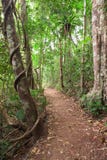 Rain Forest Trail Tablelands Australia Royalty Free Stock Photography Rain Forest Trail Tablelands Australia Royalty Free Stock Photography