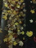 Maple leaves in the gutter royalty free stock photo Maple leaves in the gutter royalty free stock photo