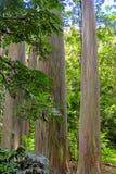 Rainbow eucalyptus Eucalyptus deglupta with colorful bark, Maui, Hawaii stock photos Rainbow eucalyptus Eucalyptus deglupta with colorful bark, Maui, Hawaii stock photos