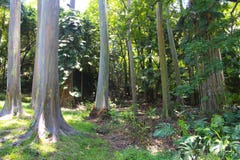 Rainbow eucalyptus tree in hawaii Royalty Free Stock Photo Rainbow eucalyptus tree in hawaii Royalty Free Stock Photo