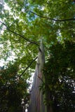 Rainbow Eucalyptus Tree Stock Photo Rainbow Eucalyptus Tree Stock Photo