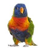 Rainbow Lorikeet, Trichoglossus haematodus, 3 years old royalty free stock photography Rainbow Lorikeet, Trichoglossus haematodus, 3 years old royalty free stock photography