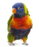 Rainbow Lorikeet, Trichoglossus haematodus, 3 years old royalty free stock photo Rainbow Lorikeet, Trichoglossus haematodus, 3 years old royalty free stock photo