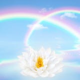 Rainbow and Lotus Lily Flower
