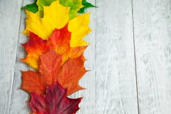 Rainbow Of Autumn Leaves On Grey Wooden Background Stock Photos