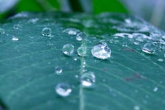 raindrop photo stock raindrop photo stock