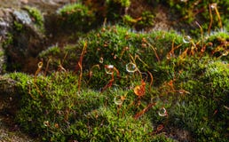 A raindrops on mosses royalty free stock photos A raindrops on mosses royalty free stock photos