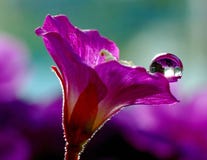 Raindrops On A Delicate Petunia Flower Stock Images Raindrops On A Delicate Petunia Flower Stock Images
