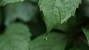 Rain drops on tropical leaf in soft slow motion
