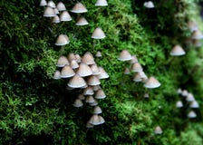 Rainforest Fungi Royalty Free Stock Photography