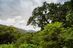 Rainforest i den Aripo dalen - Trinidad & Tabago Arkivfoton Rainforest i den Aripo dalen - Trinidad & Tabago Arkivfoton